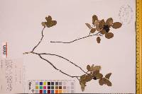 Amelanchier stolonifera image