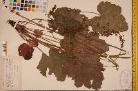 Heuchera americana image