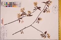 Amelanchier laevis image