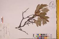 Prunus depressa image