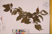 Prunus pensylvanica image