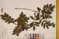 Sorbus sitchensis var. grayi image