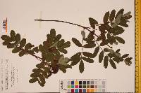 Sorbus sitchensis image