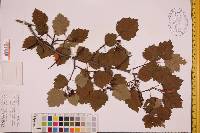 Crataegus chrysocarpa var. phoenicea image