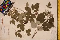 Rubus occidentalis image