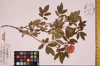 Rosa palustris image