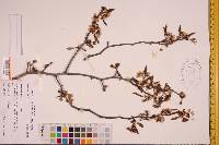 Crataegus opaca image
