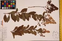 Spiraea latifolia image