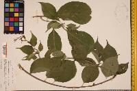 Celastrus scandens image