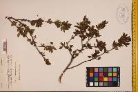 Ilex mucronata image