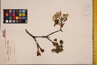 Acer platanoides image