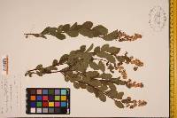 Spiraea latifolia image