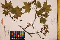 Acer platanoides image