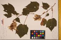 Acer spicatum image