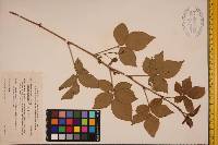 Rubus sharpii image