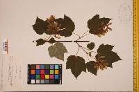 Acer spicatum image