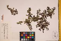 Ilex vomitoria image