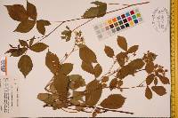 Rubus vermontanus image