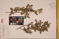 Shepherdia canadensis image