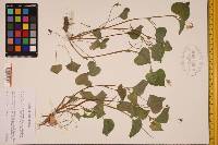 Viola pubescens var. scabriuscula image