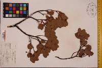 Arctostaphylos manzanita image