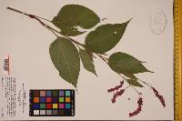 Persicaria orientalis image