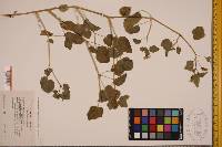 Physalis crassifolia var. crassifolia image