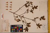 Lonicera canadensis image