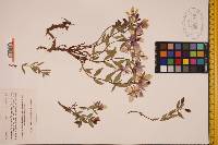 Chamerion latifolium image