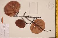 Coccoloba uvifera image