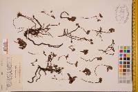 Salix herbacea image