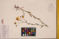 Helenium flexuosum image