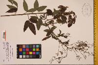 Desmodium nuttallii image