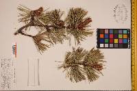 Pinus rigida image