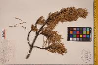 Pinus pungens image