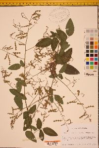 Desmodium canescens image