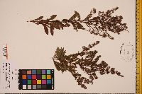 Spiraea alba image