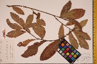 Quercus laurifolia image