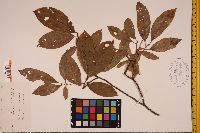 Oxydendrum arboreum image