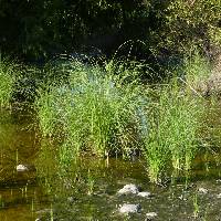 Cyperus elegans image