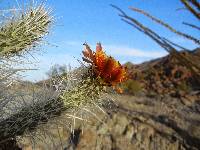 Cylindropuntia chuckwallensis image