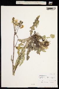 Sonchus arvensis image