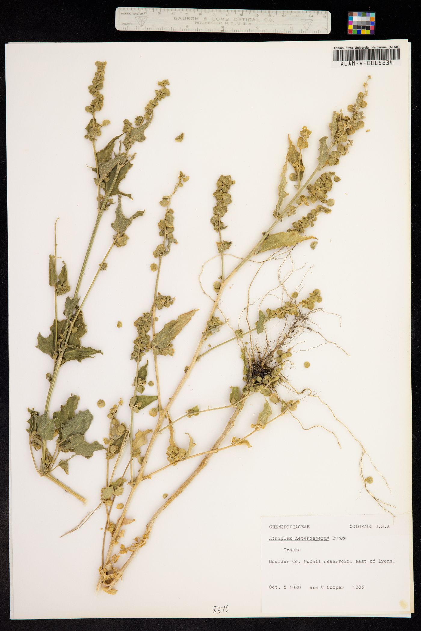 Atriplex heterosperma image