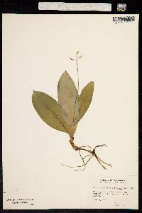 Clintonia borealis image