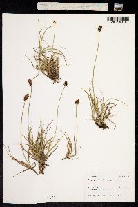 Carex nigricans image