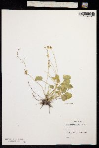 Ranunculus cymbalaria image