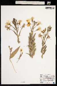 Oenothera villosa subsp. strigosa image