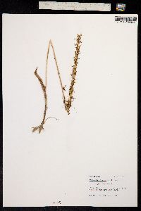 Habenaria elegans image