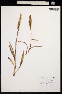 Spiranthes romanzoffiana image