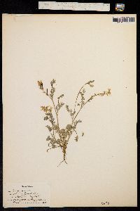 Corydalis crystallina image